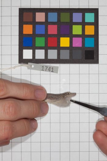 Media type: image;   Herpetology R-189948